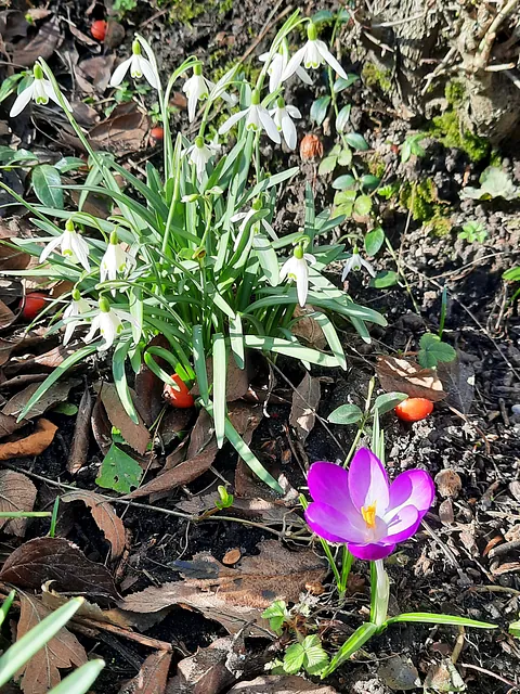 Blockflötenbild von Th G (maxmann) auf Pixabay