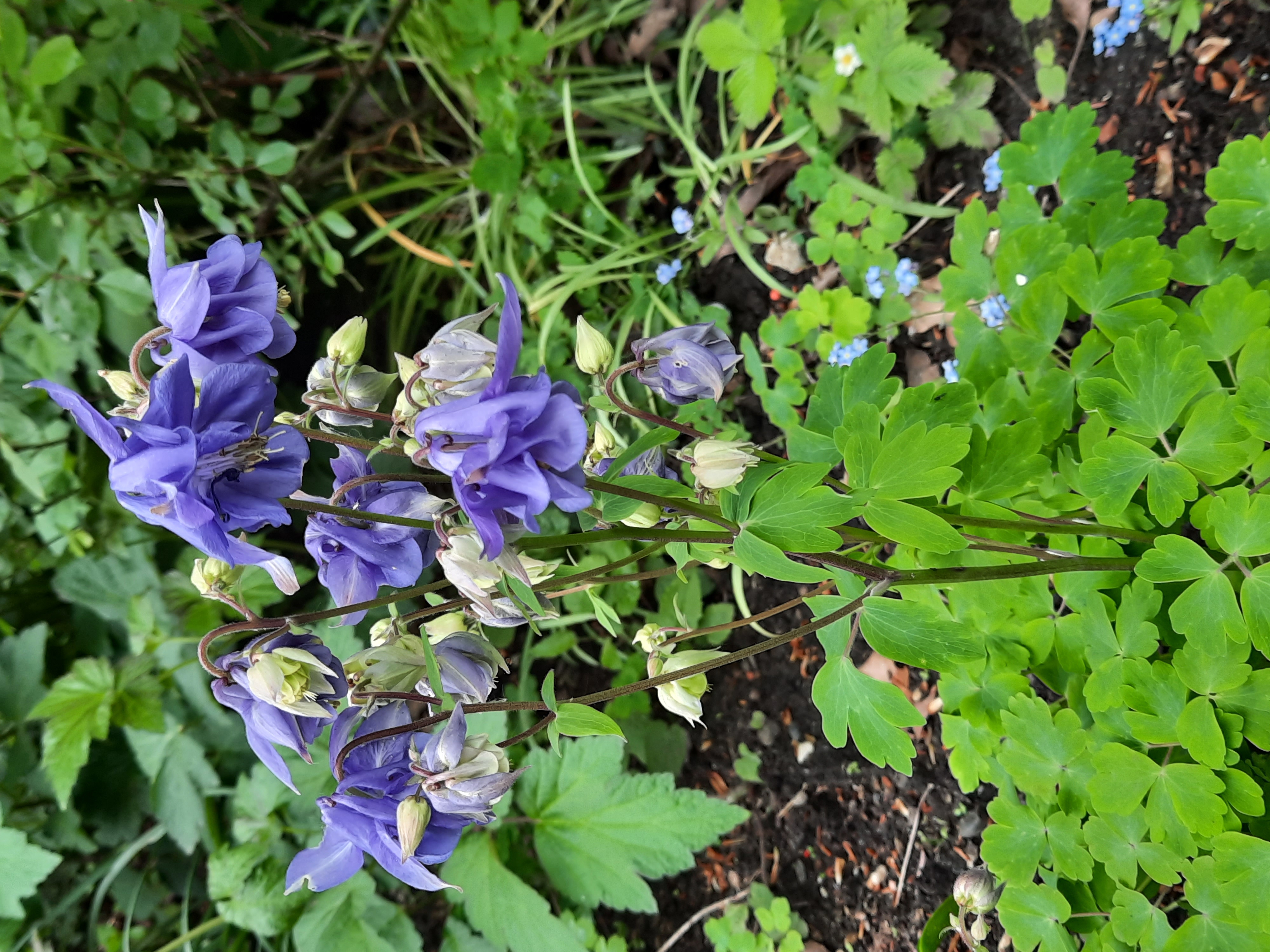 Blockflötenbild von Th G (maxmann) auf Pixabay