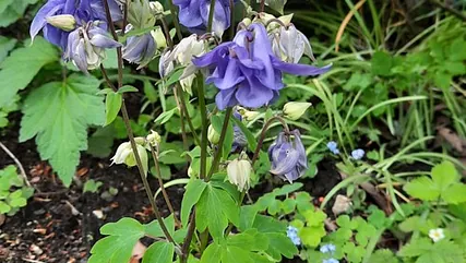 Blockflötenbild von Th G (maxmann) auf Pixabay